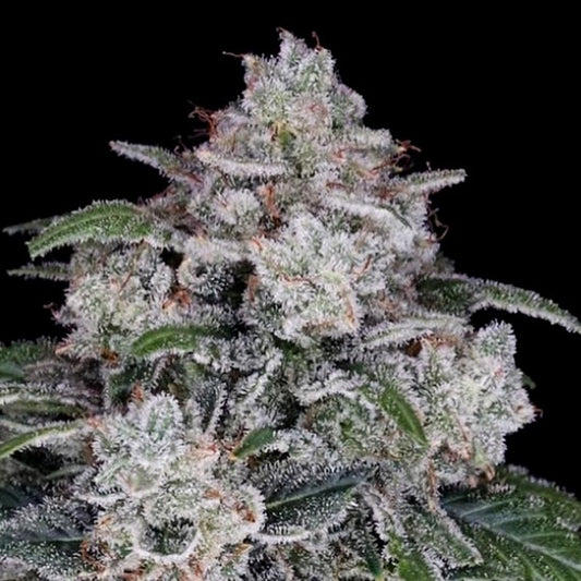 Return of the MAC Auto (OG Kush Auto x MAC) 5-Pack + 2 Kosher Cookies