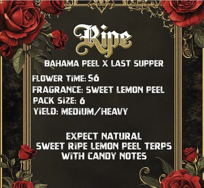 RIPE (BAHAMA PEEL X LAST SUPPER) 6 seeds