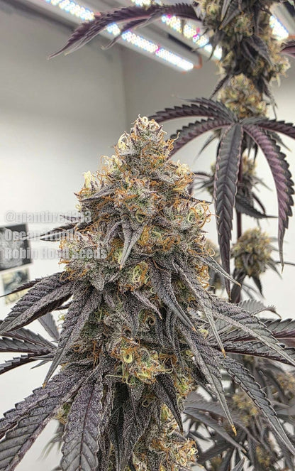 Ocean Truffle (Wildberry Truffle x Ocean Fruit) 5 seeds