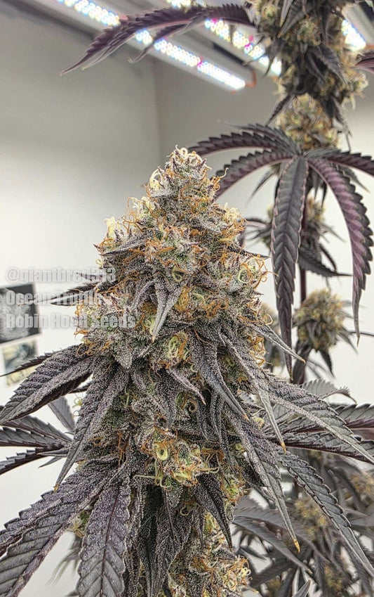 Ocean Truffle (Wildberry Truffle x Ocean Fruit) 5 seeds