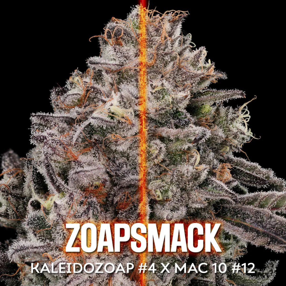 Zoapsmack (Kaleidozoap #4 x MAC 10) 10 regular seeds
