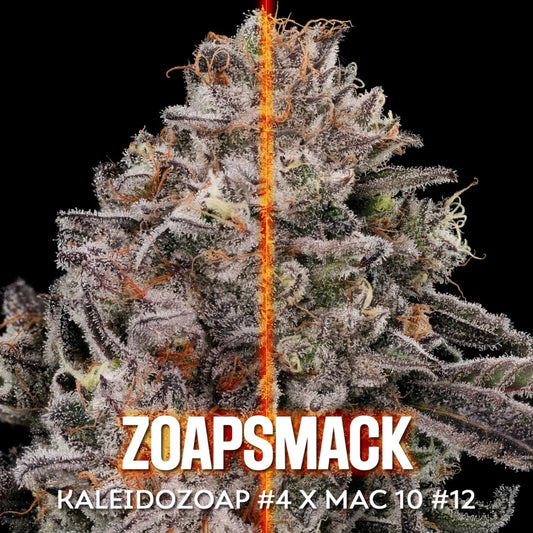 Zoapsmack (Kaleidozoap #4 x MAC 10) 10 regular seeds