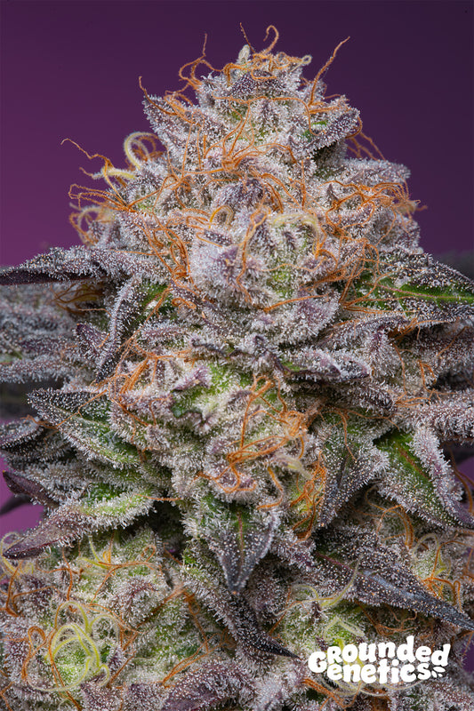 LIME DRIZZLE ((Lemon Tree s1 x Gelato 41) x PapayaDawg) 7-Pack + 2 Pineapple Squeeze + 2 Pink Poochie