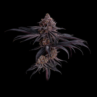 Watermelon Emoji s1 ((Watermelon Z x Mr. Big Runtz) 10 seeds