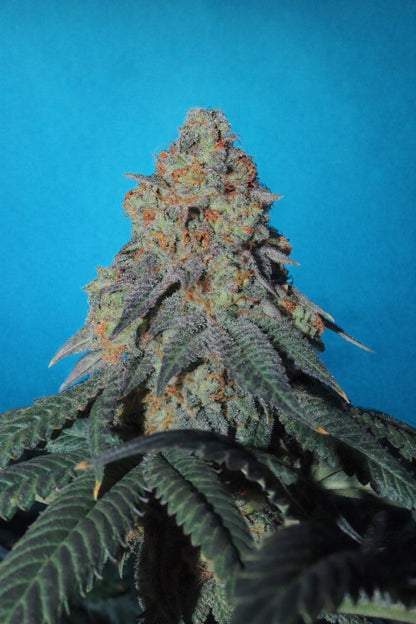 Ocean Fruit F2 5 seeds + 2 Ocean Blue (Blueberry x Ocean Fruit)