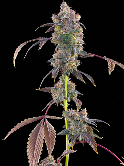 Lime Slurpi (Nose Candy x Pink Limez) 7 seeds + 4 Permanent Fresca