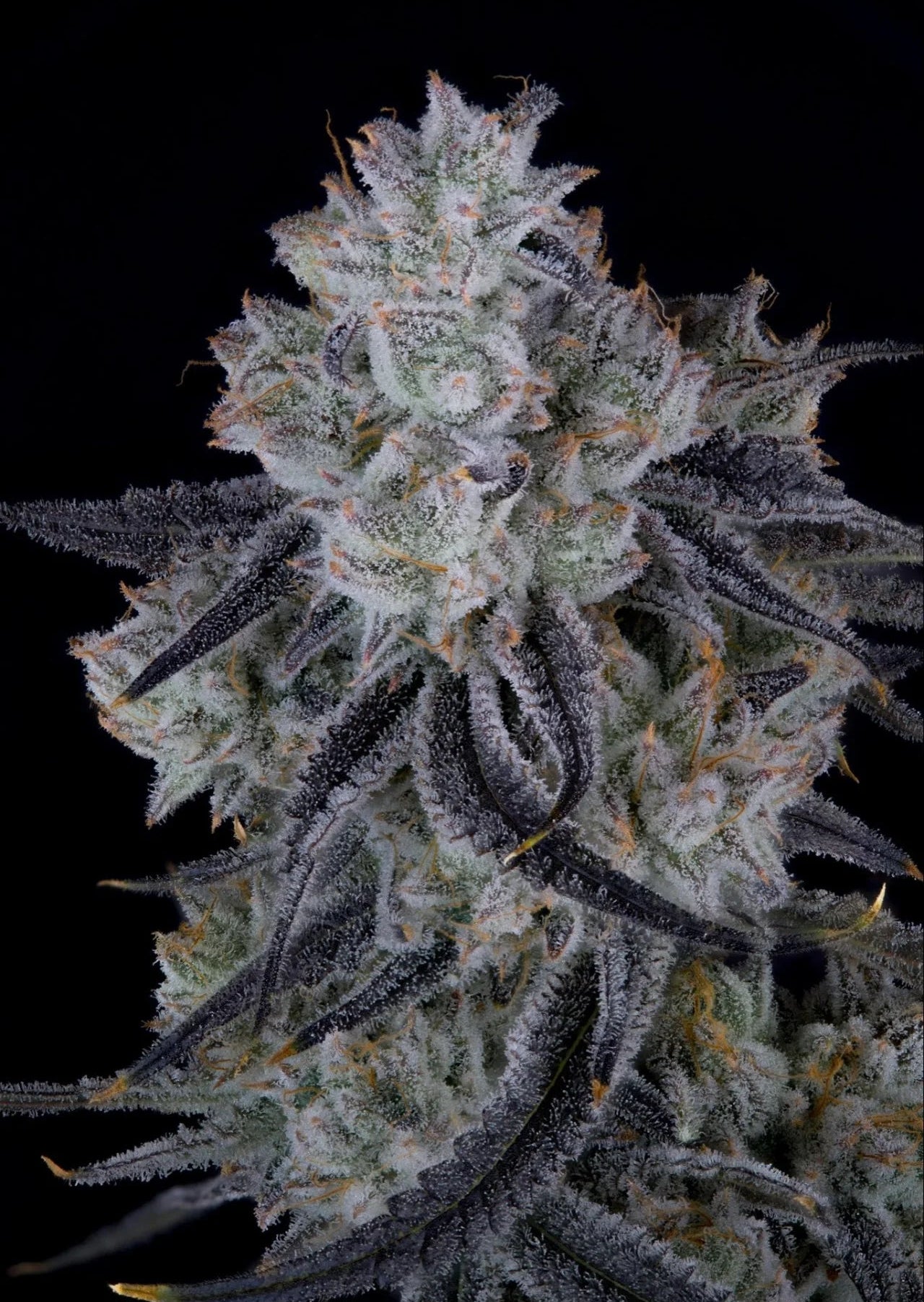 Zoda Bx1 (London Jellyz x Zoda) 6 seeds + 3 Sour D x Zoda