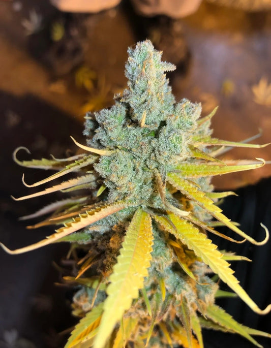 Zurple Punch BX ((Zkittlez x Purple Punch) x Purple Punch) 3-Pack