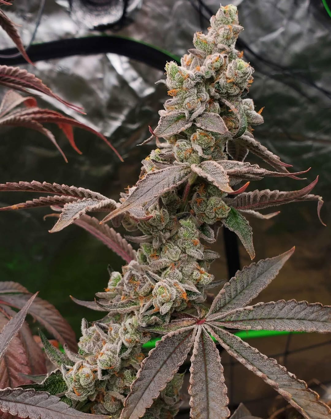 STRAWZILLA (Kemo (Key Limeade × GMO) × (Strawberry Banana × Z)) 6 seeds + 3 Sour Diesel x Zoda