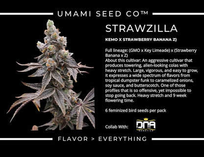 STRAWZILLA (Kemo (Key Limeade × GMO) × (Strawberry Banana × Z)) 6 seeds + 3 Sour Diesel x Zoda