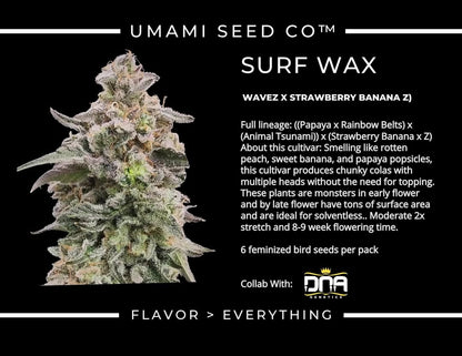 SURF WAX (Wavez ((Papaya) × Rainbow Belts × Animal Tsunami) × (Strawberry Banana × Z)) 6 seeds + 3 Sour Diesel x Zoda