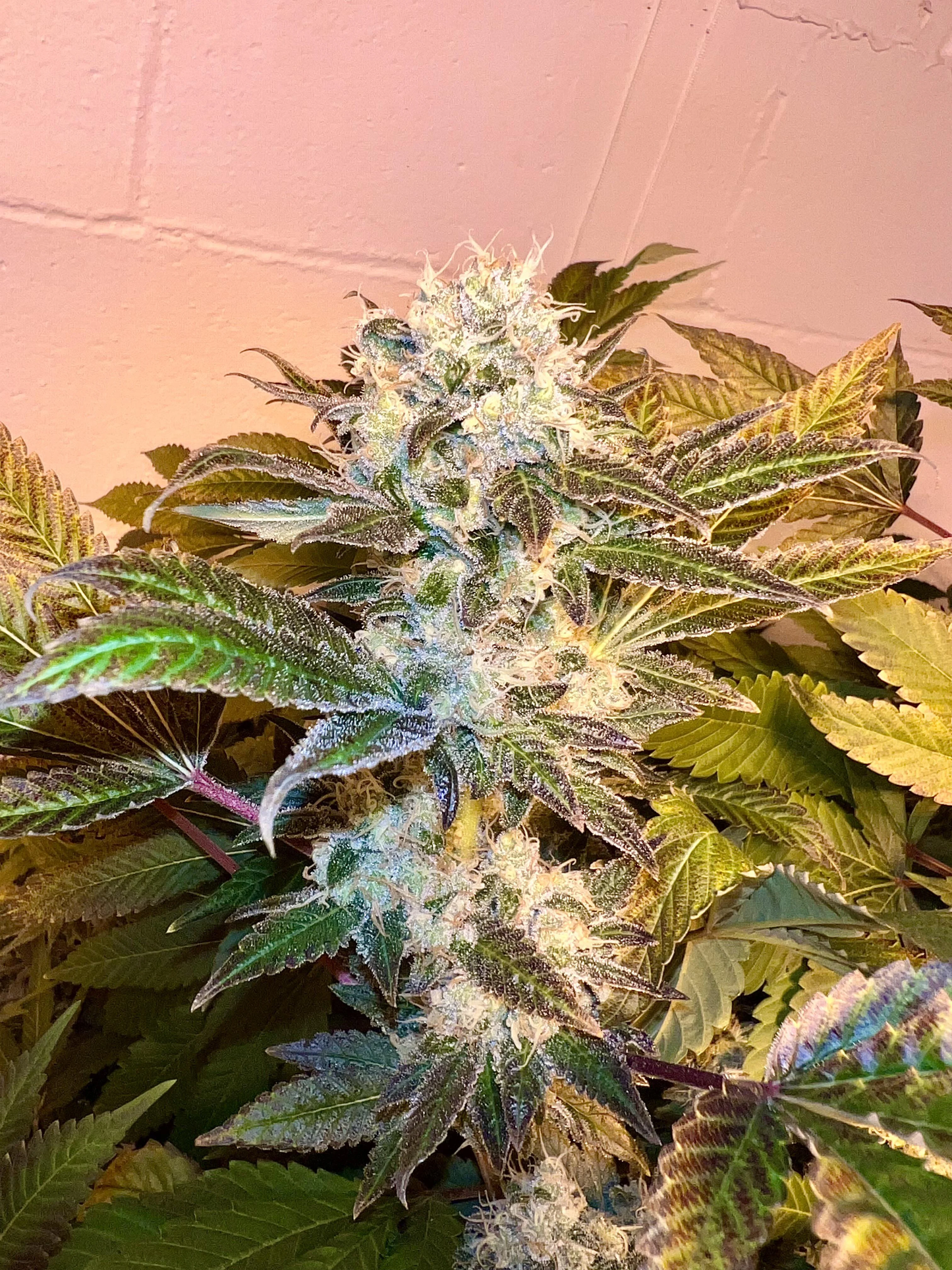 Bubble's Blueberry F4 (Trailer Park Boys Collab) 9 seeds