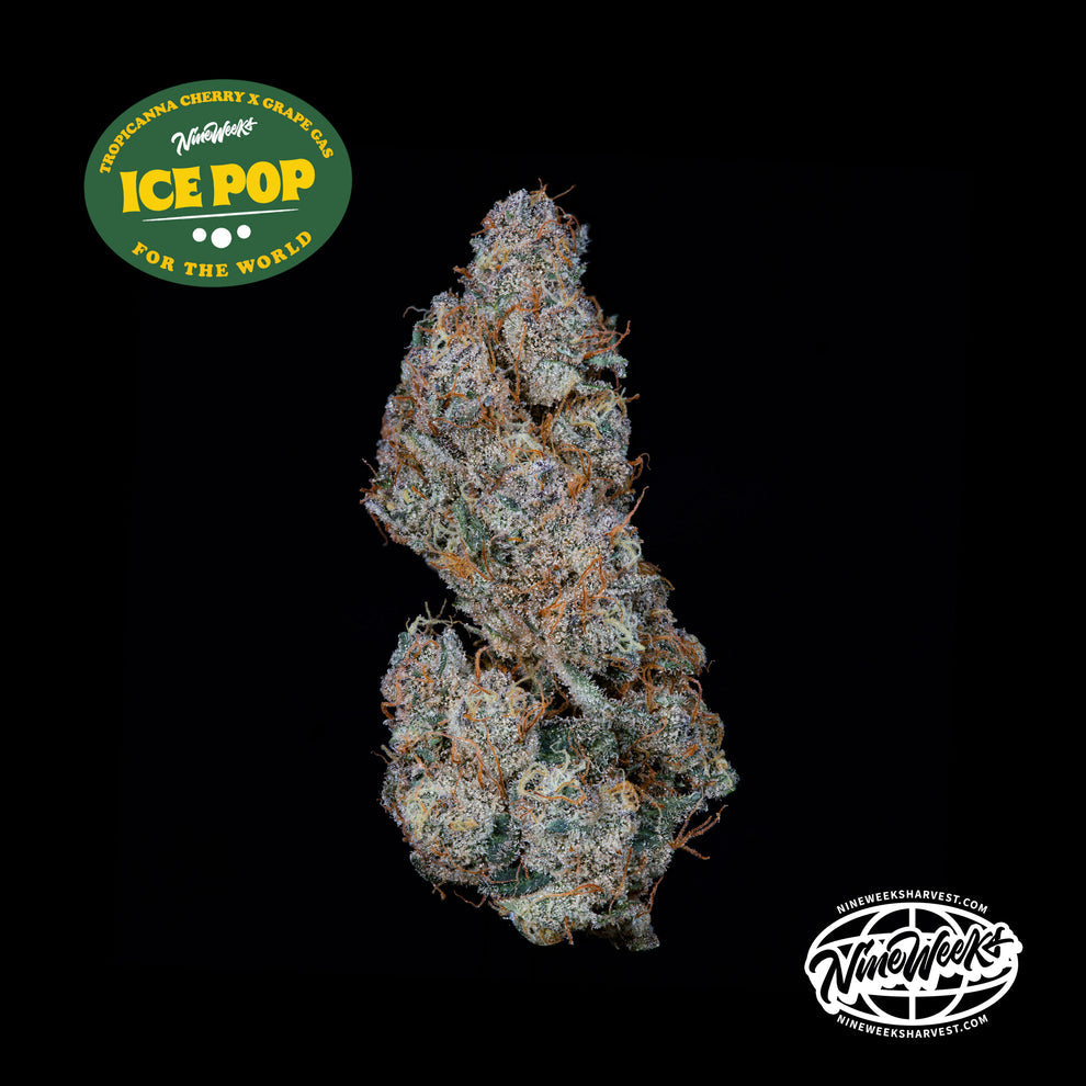 Ice Pop (Trop Cherry x Grape Gas) 3-Pack