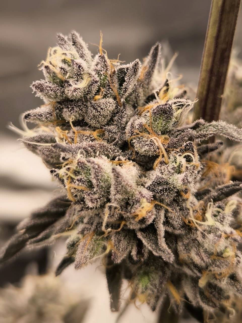 2020 x Bath House 5 feminized seeds