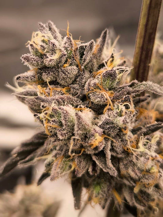 2020 x Bath House 5 feminized seeds