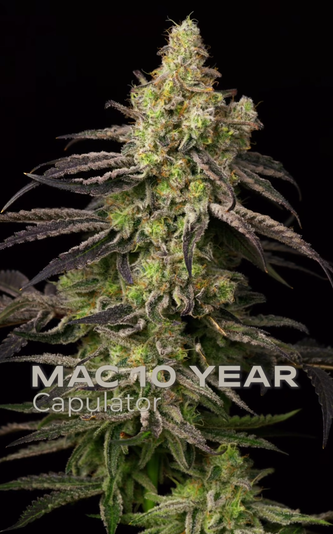 Zoapsmack (Kaleidozoap #4 x MAC 10) 10 regular seeds