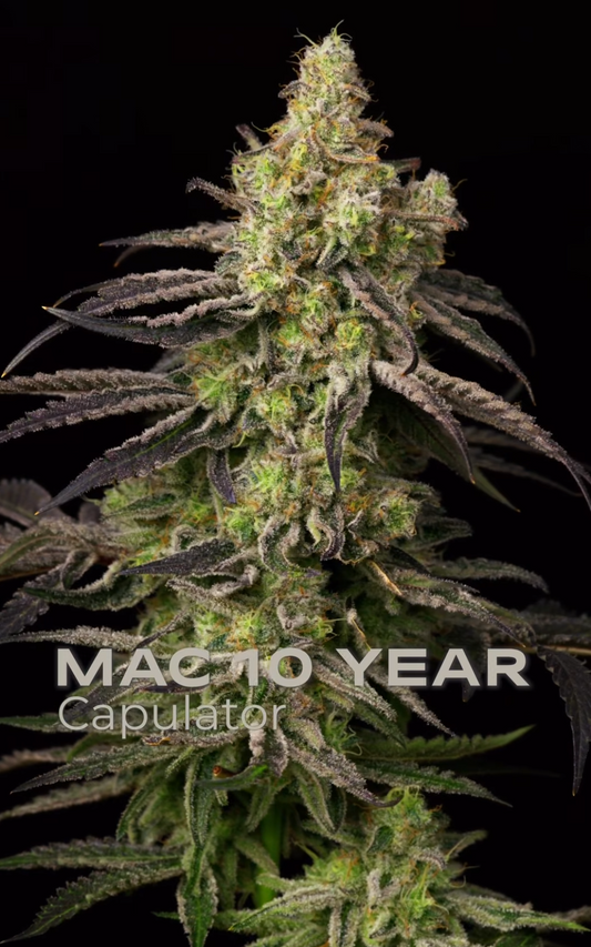 Zoapsmack (Kaleidozoap #4 x MAC 10) 10 regular seeds