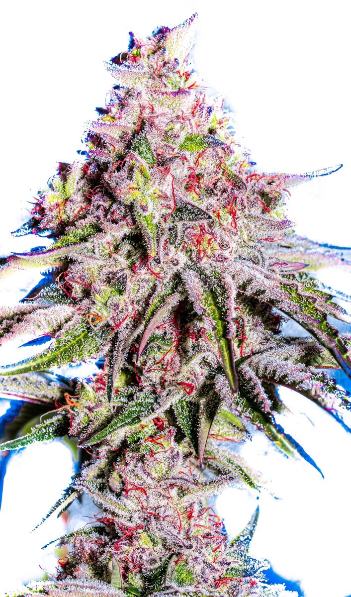 THE DRIP s1 (Runtz x Soap) 10 seeds