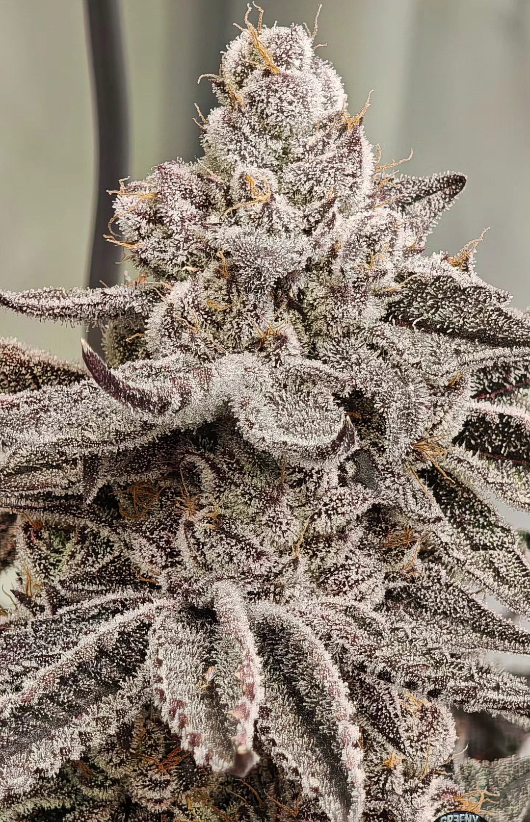 Octane Candy [(LCG x Runtz) x Deep Fried Banana Truffle] 12 seeds