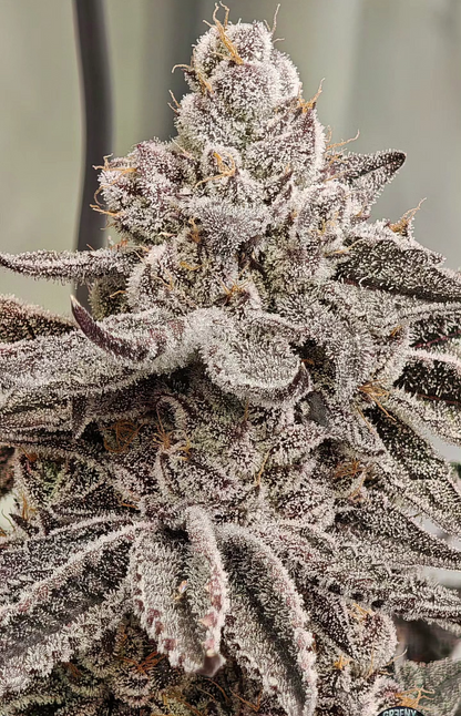 Octane Candy [(LCG x Runtz) x Deep Fried Banana Truffle] 12 seeds