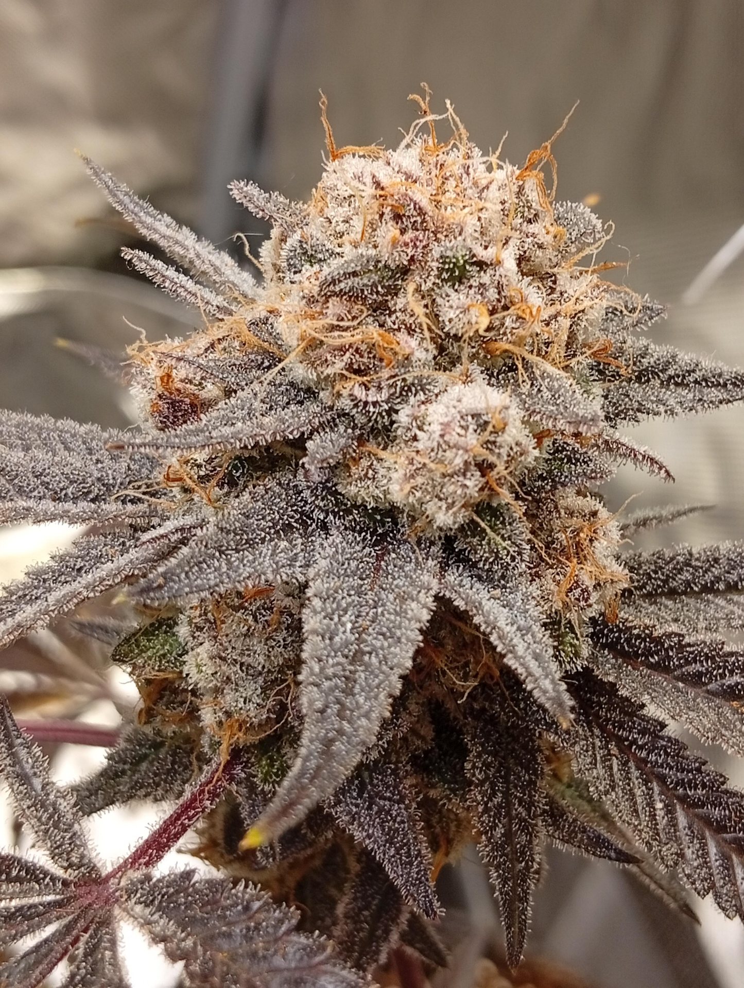 Bubble's Blueberry F4 (Trailer Park Boys Collab) 9 seeds