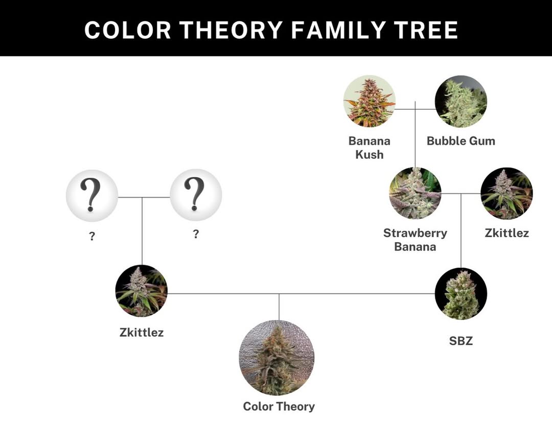 COLOR THEORY (Z (Unknown) × (Strawberry Banana × Z))