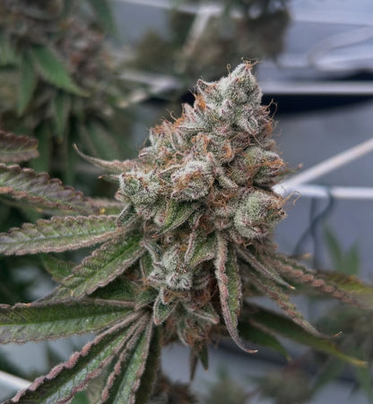 Sour Garlic Grapes (FEM) 6 seeds