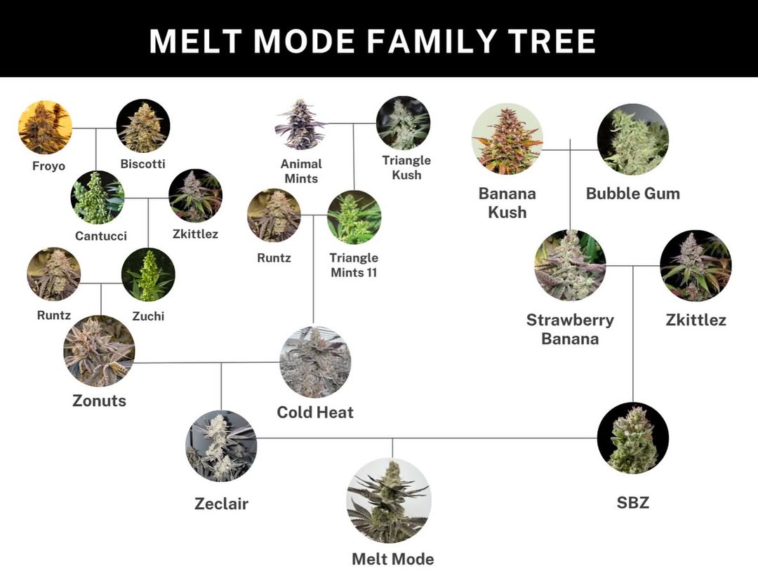 MELT MODE (Zeclair (Cold Heat × Zonutts) × (Strawberry Banana × Z)) 6 seeds + 3 Sour Diesel x Zoda