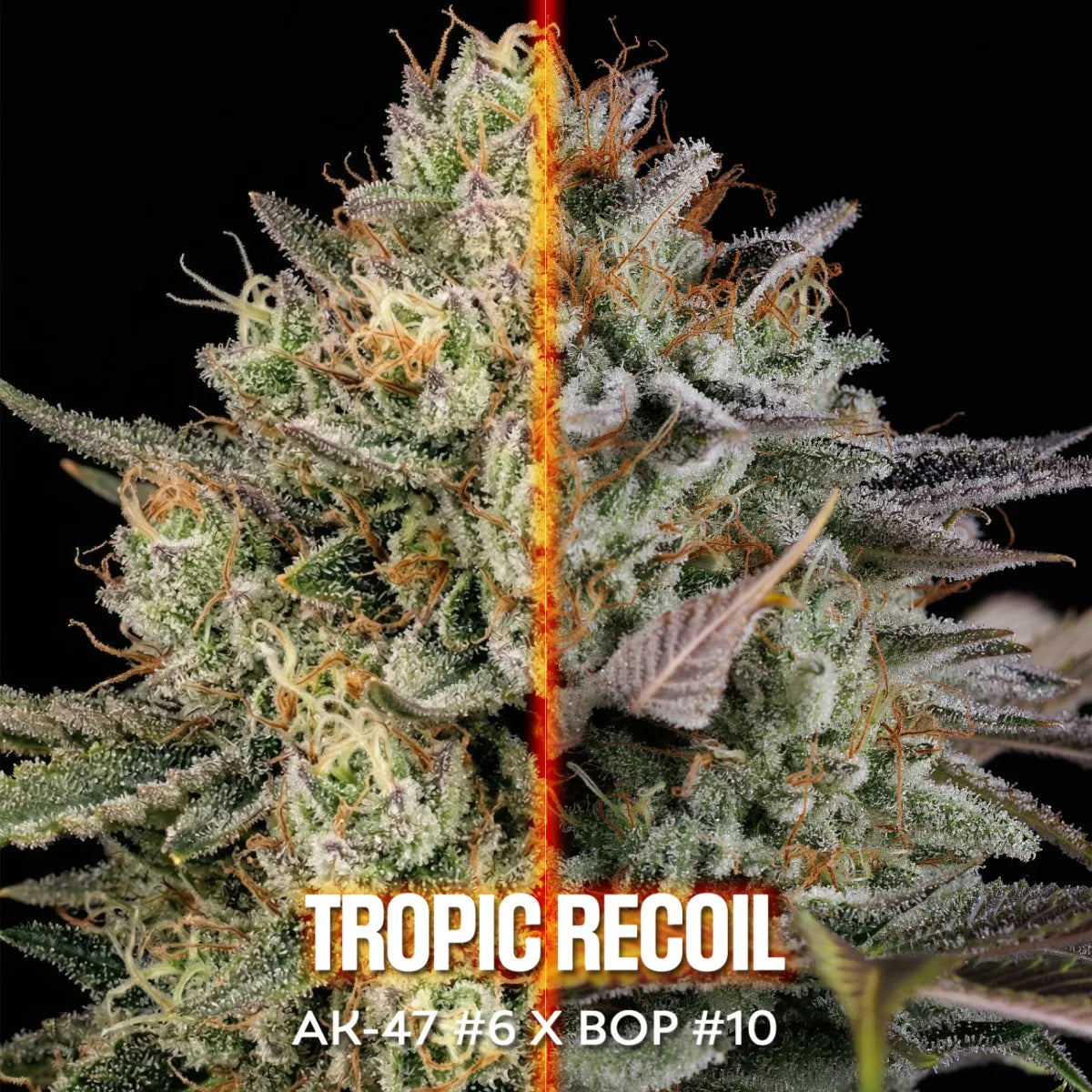 Tropic Recoil (AK47 x BOP#10) 5 feminized seeds
