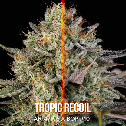 Tropic Recoil (AK47 x BOP#10) 5 feminized seeds