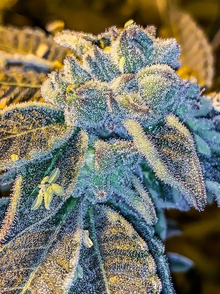Jungle Cake s1 (WiFi x Wedding Cake) 10 seeds