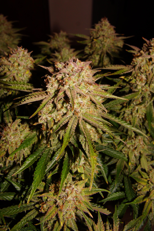 Freebie #2 Strawberry Banana x Zkittlez AUTO 2-Pack