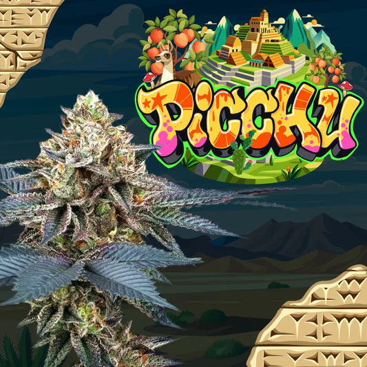 Picchu (Bingsu x Peach Ozz) Feminized seeds x6