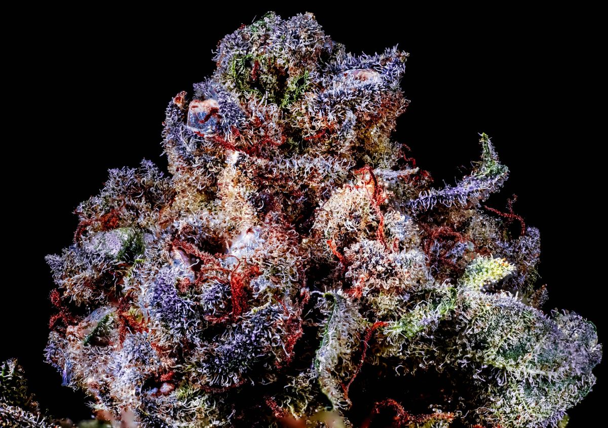 Rainbow Sherbert #11 (RS-11) S1