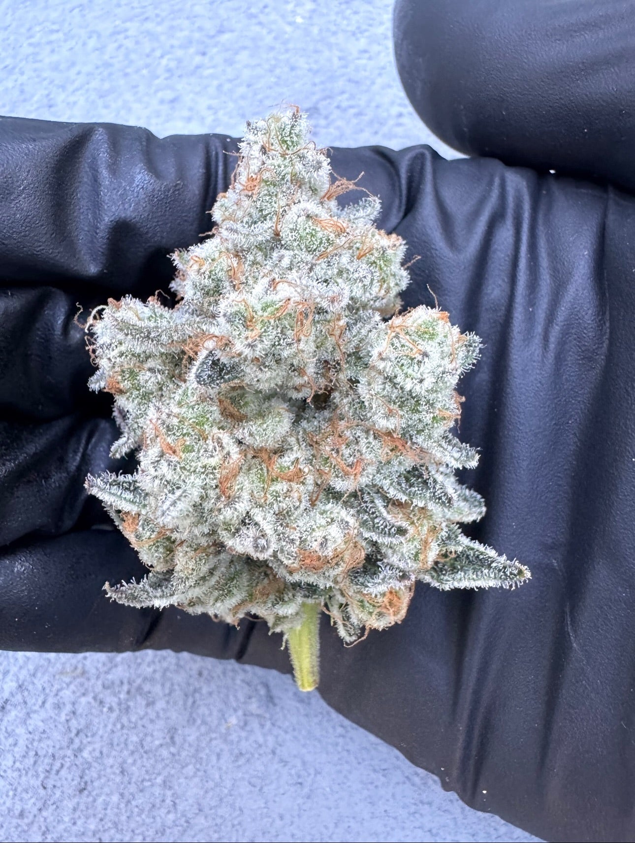 35K (Permanent Chimera #35 x Kush n Keyz #13) 10 seeds