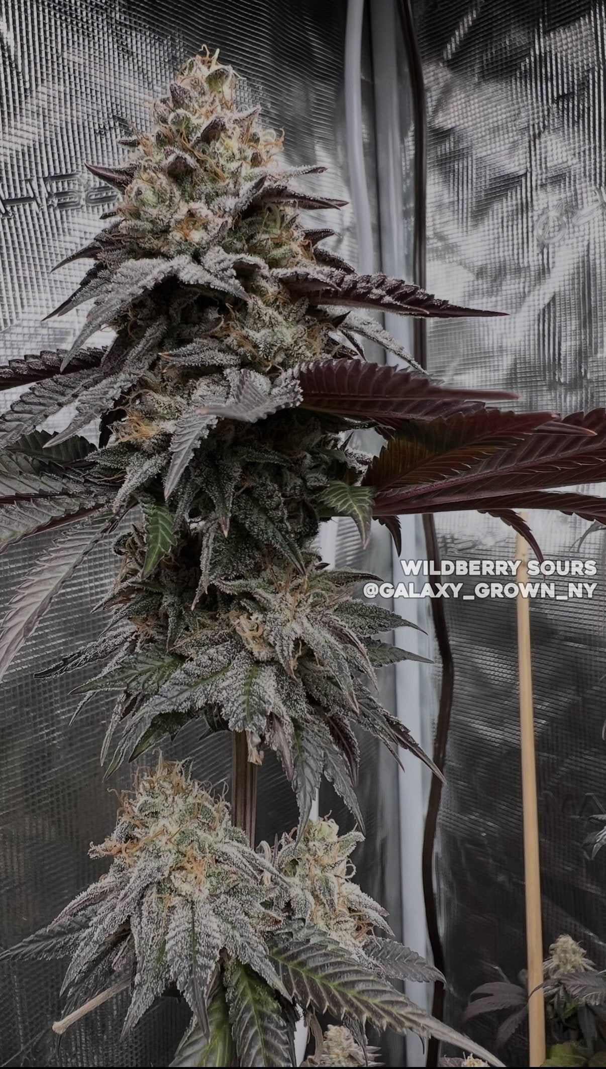 Wildberry Sours (GG4 x Purple Punch) 5-Pack
