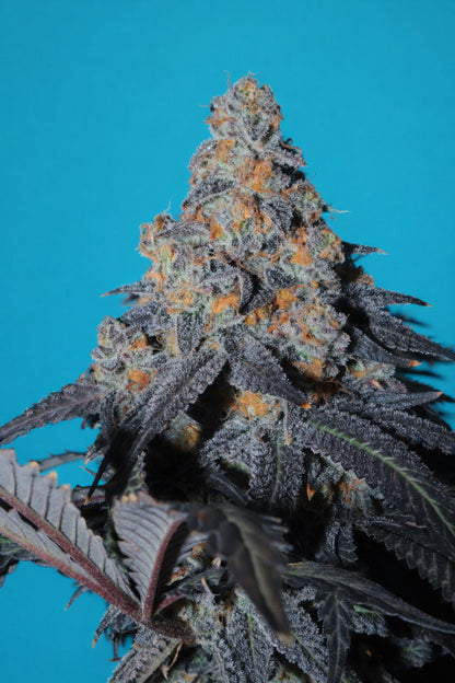 Ocean Fruit F2 5 seeds + 2 Ocean Blue (Blueberry x Ocean Fruit)