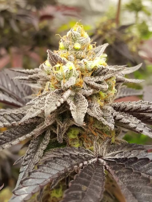 Tahiti Lime [(Dosidos x Zkittles #25) x Lemon & Lime] (FEM) 6 seeds