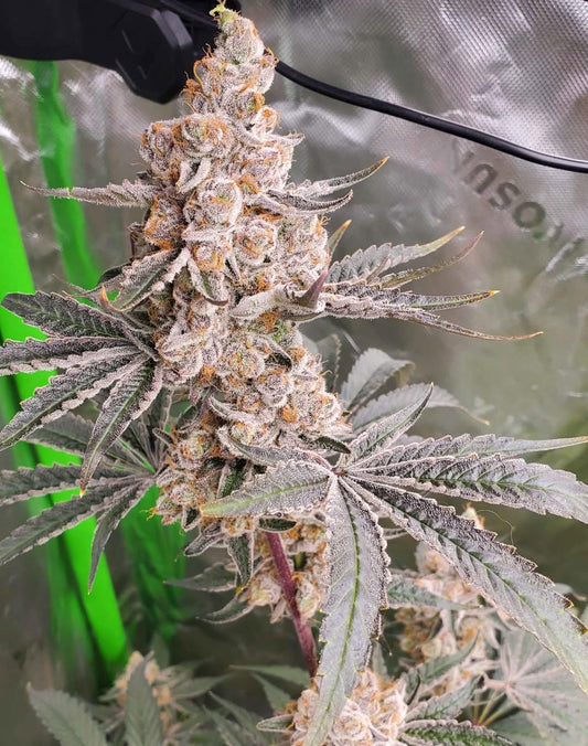 STRAWZILLA (Kemo (Key Limeade × GMO) × (Strawberry Banana × Z)) 6 seeds + 3 Sour Diesel x Zoda