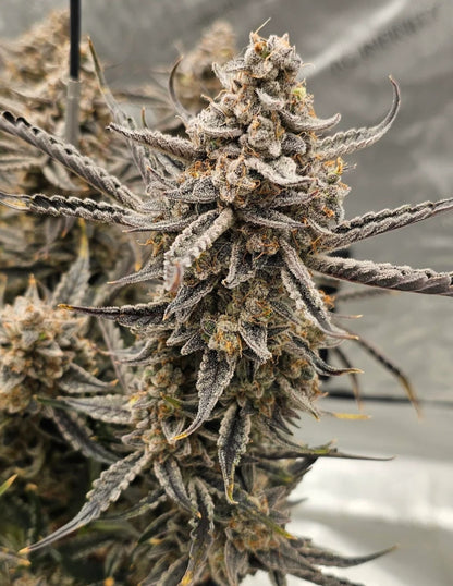 Strawberry Milk & Qookies Remix Auto 3 seeds