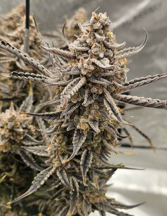 Strawberry Milk & Qookies Remix Auto 3 seeds