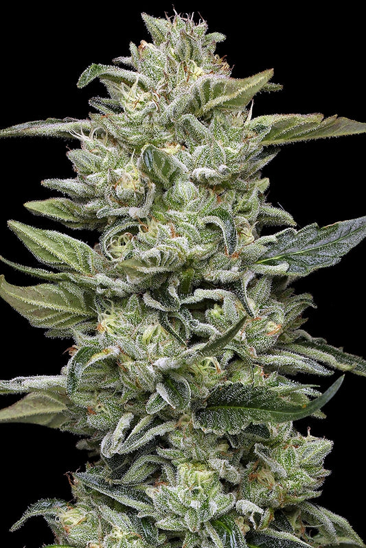 Honey Bear (Honey Banana UKC S1 x Papaya Tallyman) 5 seeds
