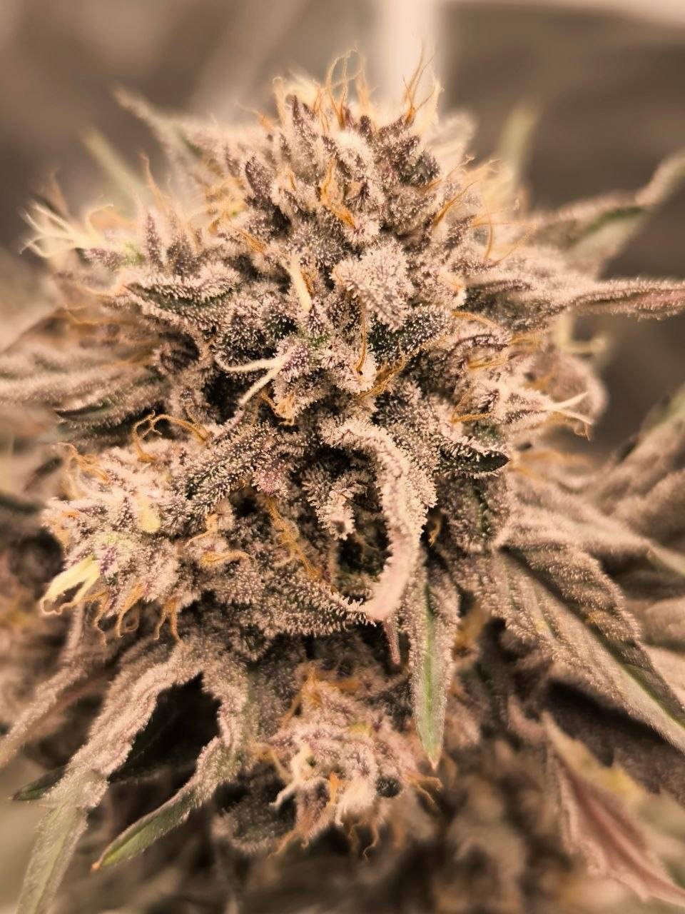 Sour Tangie x Bath House 5 feminized seeds