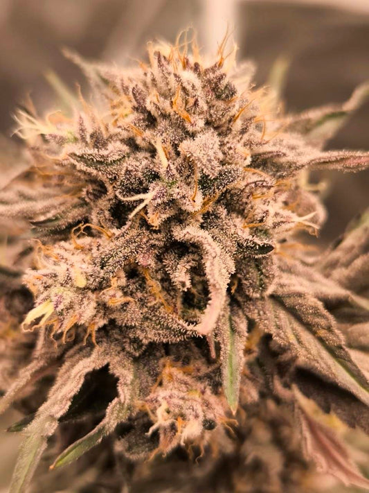 Sour Tangie x Bath House 5 feminized seeds