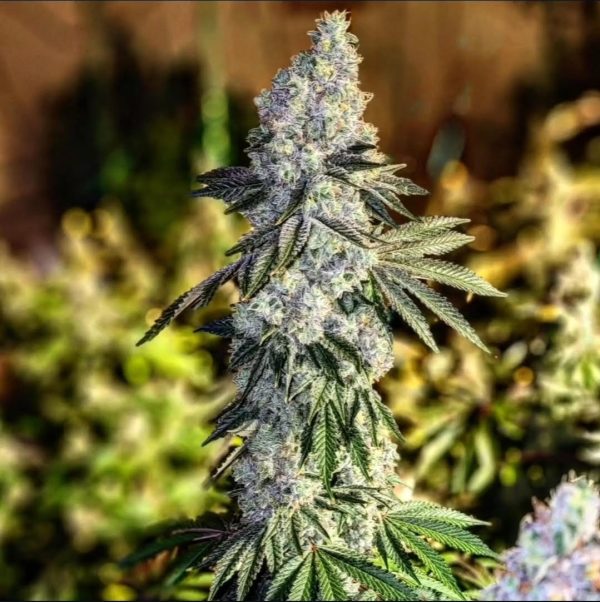 GEN 1 DUET 2x 5 seeds Fast flower