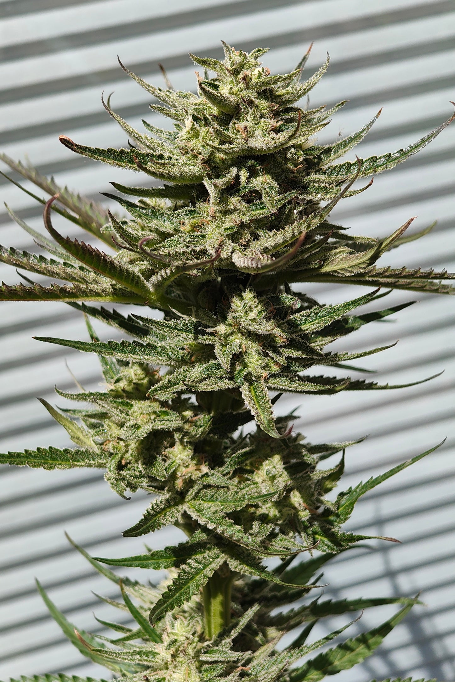 Grape Cream Cake x Josh D Sour D (Auto) 6 seeds