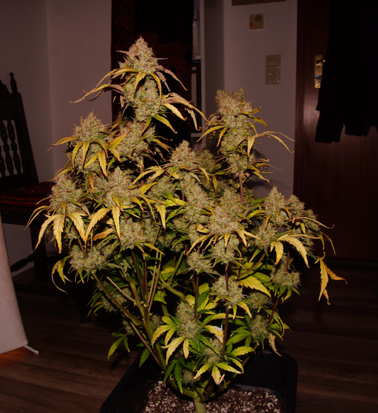 Freebie #1 Zkittlez x Sherbanger AUTO 2-Pack