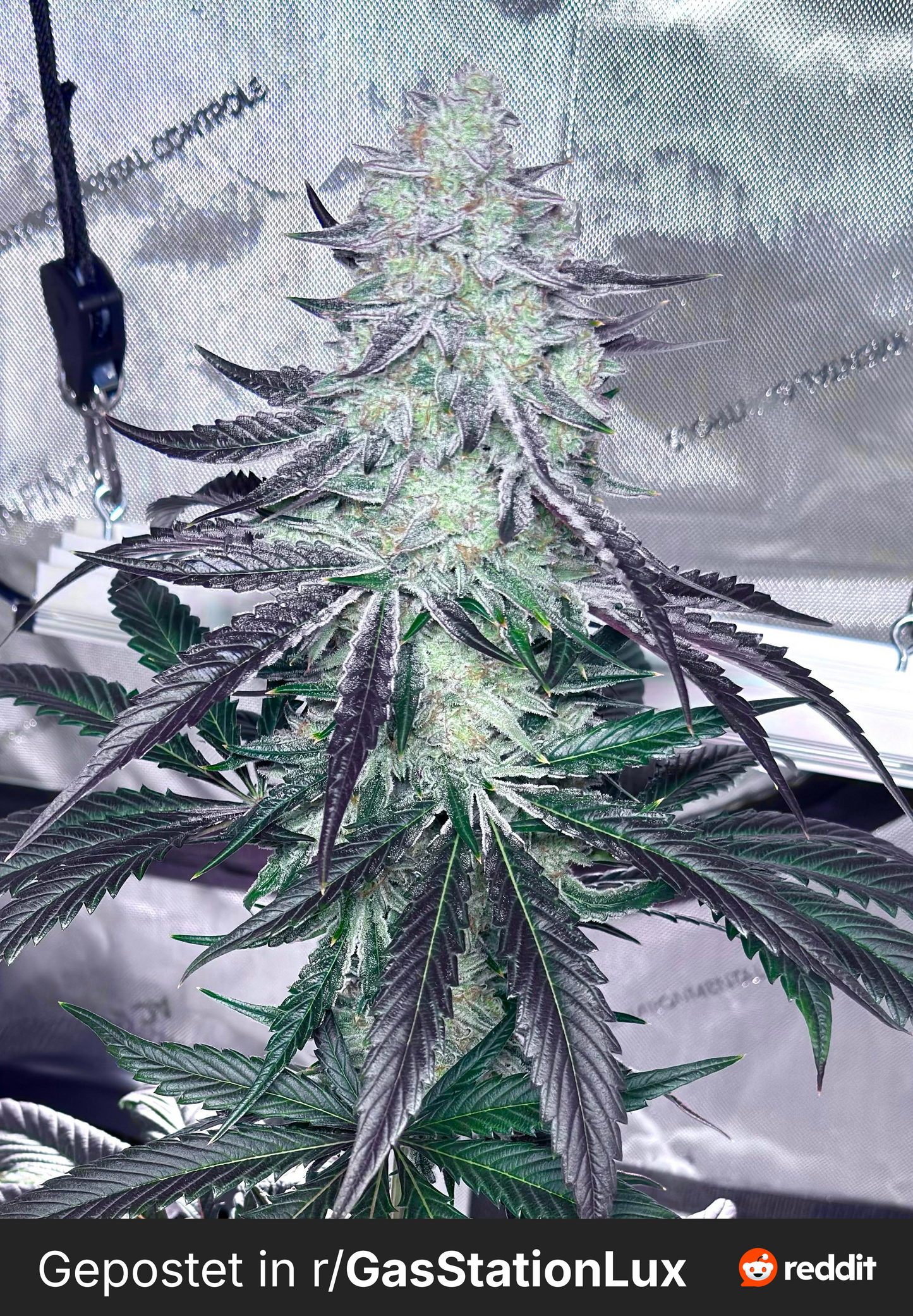 Cap Junky (Alien Cookies x Kush Mintz) (FEM) 6 seeds
