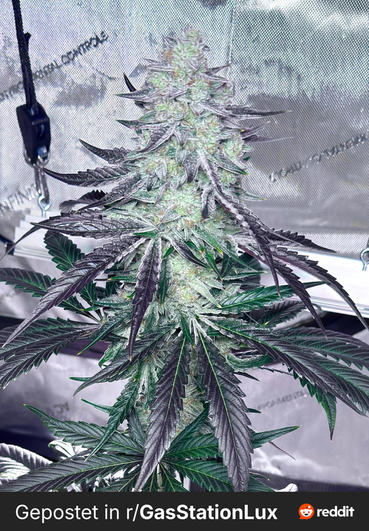 Cap Junky (Alien Cookies x Kush Mintz) (FEM) 6 seeds