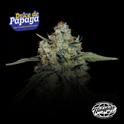 Dulce de Papaya (Uvaz x Papaya Drip) 3-Pack